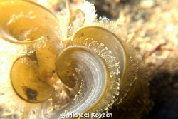 White Scroll algae at the Big Coral Knoll off the beach i... by Michael Kovach 